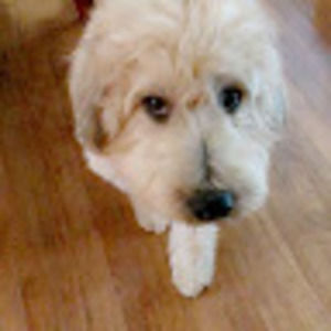 Meet your Posher, Ana